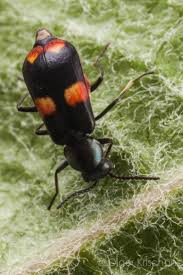 Attēlu rezultāti vaicājumam “Anthocomus fasciatus”