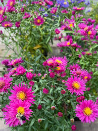 Image result for Aster novi-belgii