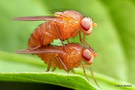 Attēlu rezultāti vaicājumam “macro”