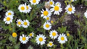 Attēlu rezultāti vaicājumam “Matricaria chamomilla”