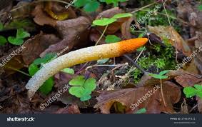 Attēlu rezultāti vaicājumam “Mutinus caninus”