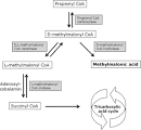 Pathway of <b>methylmalonic acid</b>