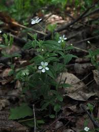 Attēlu rezultāti vaicājumam “Moehringia lateriflora flower”