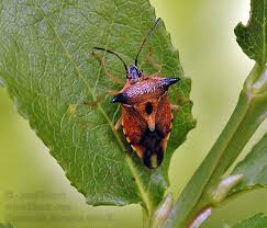 Attēlu rezultāti vaicājumam “Elasmucha ferrugata”
