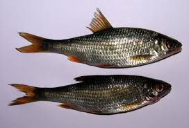 Image result for Rutilus rutilus