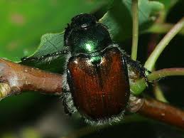 Attēlu rezultāti vaicājumam “Phyllopertha horticola imago”