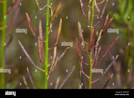 Attēlu rezultāti vaicājumam “Erysimum cheiranthoides fruit”