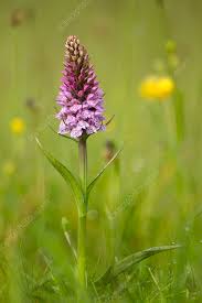 Attēlu rezultāti vaicājumam “Dactylorhiza fuchsii flower”