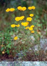 Image result for Anthemis tinctoria