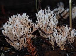 Attēlu rezultāti vaicājumam “Ramariopsis kunzei”