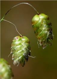 Attēlu rezultāti vaicājumam “Briza media bud”