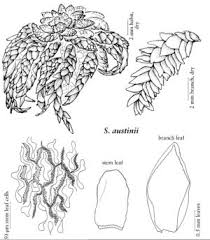 Attēlu rezultāti vaicājumam “Sphagnum austinii”