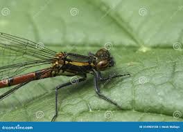 Attēlu rezultāti vaicājumam “Pyrrhosoma nymphula”