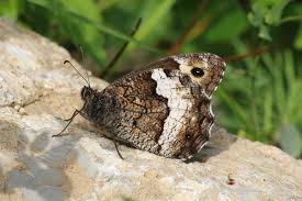 Attēlu rezultāti vaicājumam “Hipparchia alcyone underside”