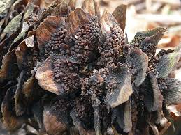 Attēlu rezultāti vaicājumam “Pucciniastrum areolatum”