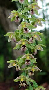 Attēlu rezultāti vaicājumam “Epipactis helleborine”