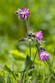 Attēlu rezultāti vaicājumam “Silene dioica leaf”