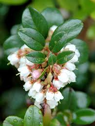 Attēlu rezultāti vaicājumam “Vaccinium vitis-idaea flower”