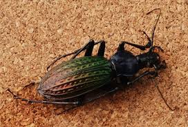 Attēlu rezultāti vaicājumam “Pterostichus aethiops”