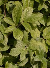 Attēlu rezultāti vaicājumam “Chaerophyllum aromaticum leaf”