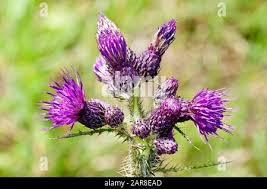 Attēlu rezultāti vaicājumam “Cirsium palustre flower”