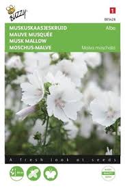 Attēlu rezultāti vaicājumam “Malva moschata alba”