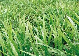 Attēlu rezultāti vaicājumam “Collaria sp.”