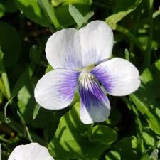 Attēlu rezultāti vaicājumam “Viola palustris”