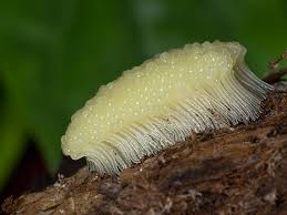 Attēlu rezultāti vaicājumam “Stemonitis flavogenita”