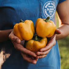 Afbeeldingsresultaat voor californian wonder golden sweet pepper