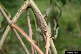 Attēlu rezultāti vaicājumam “Hymenoscyphus fraxineus”