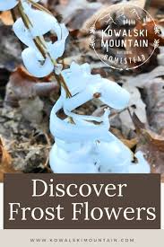 Attēlu rezultāti vaicājumam “Frost Flowers”