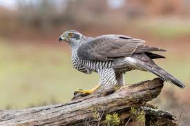 Attēlu rezultāti vaicājumam “Accipiter gentilis”