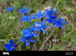 Attēlu rezultāti vaicājumam “Gentianaceae”