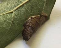 Attēlu rezultāti vaicājumam “Parornix anglicella”