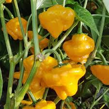 Afbeeldingsresultaat voor yellow mushroom hot pepper