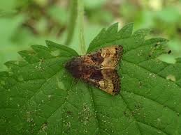 Attēlu rezultāti vaicājumam “Euplexia lucipara”