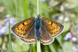 Attēlu rezultāti vaicājumam “Lycaena hippothoe”
