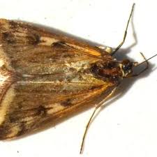 Attēlu rezultāti vaicājumam “Lycogala persicum sessile”