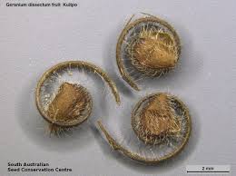 Attēlu rezultāti vaicājumam “Geranium dissectum fruit”