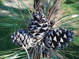 Attēlu rezultāti vaicājumam “Pinus ponderosa fruit”