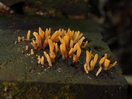 Attēlu rezultāti vaicājumam “Calocera glossoides”