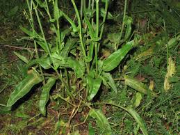 Attēlu rezultāti vaicājumam “Rumex thyrsiflorus”