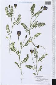Attēlu rezultāti vaicājumam “Astragalus danicus”