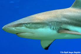 Image result for Carcharhinus melanopterus