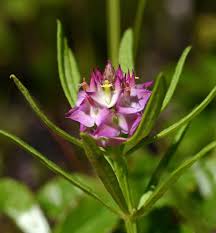 Attēlu rezultāti vaicājumam “Polygalaceae”
