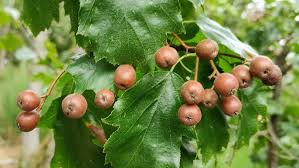 Attēlu rezultāti vaicājumam “Sorbus intermedia fruit”