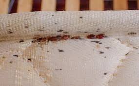 Image result for bed bugs