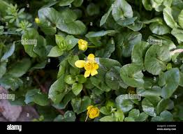 Attēlu rezultāti vaicājumam “Ficaria verna leaf”