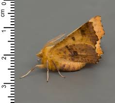 Attēlu rezultāti vaicājumam “Ennomos autumnaria”